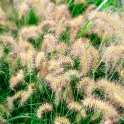 Herbe aux écouvillons Little Bunny - Pennisetum - La graminée qui tient en pot