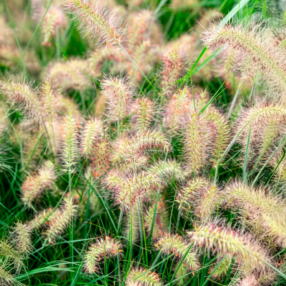 Herbe aux écouvillons Little Bunny - Pennisetum - La graminée qui tient en pot