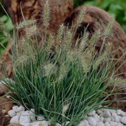 Herbe aux écouvillons Little Honey - Pennisetum - Des épis dorés tout l'été