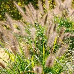 Herbe aux écouvillons Moudry - Pennisetum - Des épis qui dansent au vent