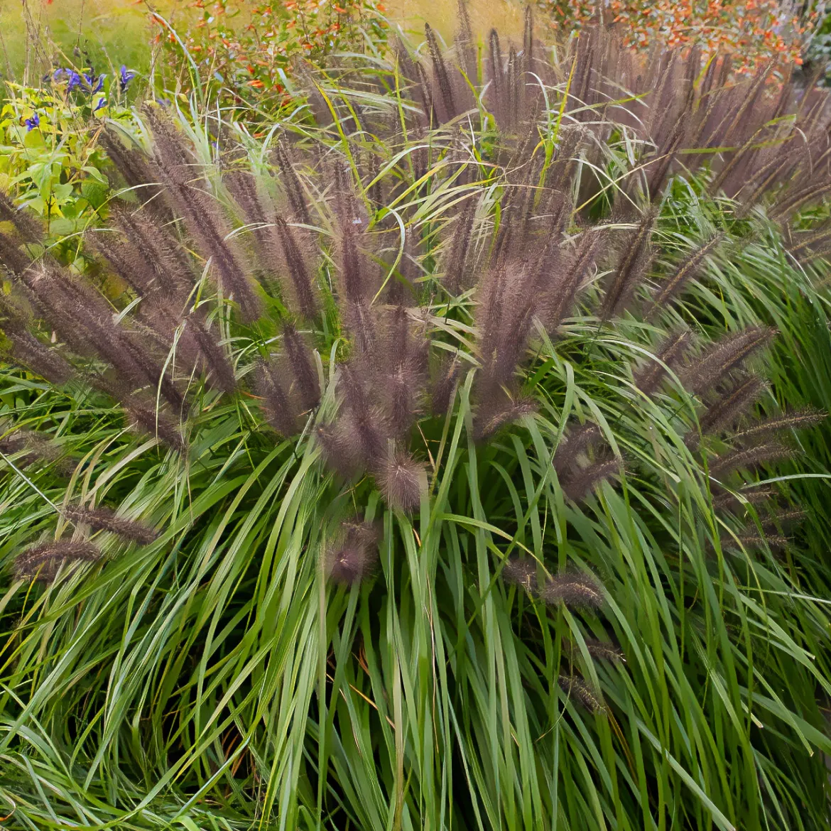 Herbe aux écouvillons Moudry - Pennisetum - Des épis qui dansent au vent