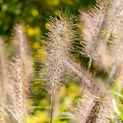 Herbe aux écouvillons Moudry - Pennisetum - Des épis qui dansent au vent