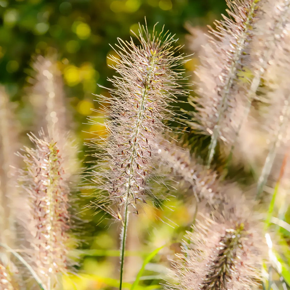 Herbe aux écouvillons Moudry - Pennisetum - Des épis qui dansent au vent