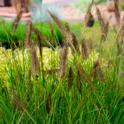 Herbe aux écouvillons Moudry - Pennisetum - Des épis qui dansent au vent