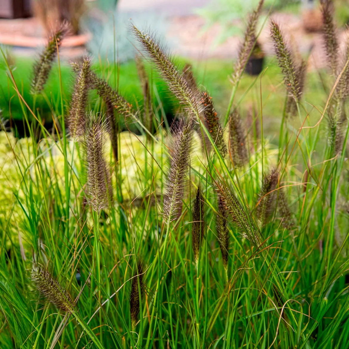 Herbe aux écouvillons Moudry - Pennisetum - Des épis qui dansent au vent