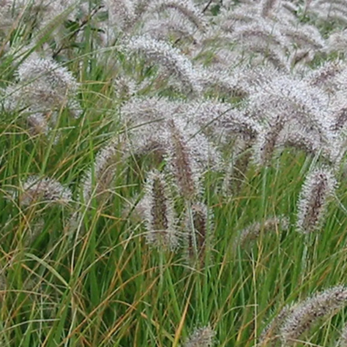 Herbe aux écouvillons - Pennisetum - Des plumeaux qui dansent