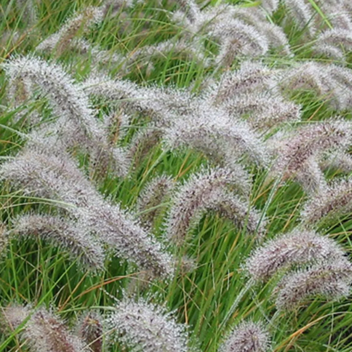 Herbe aux écouvillons - Pennisetum - Des plumeaux qui dansent