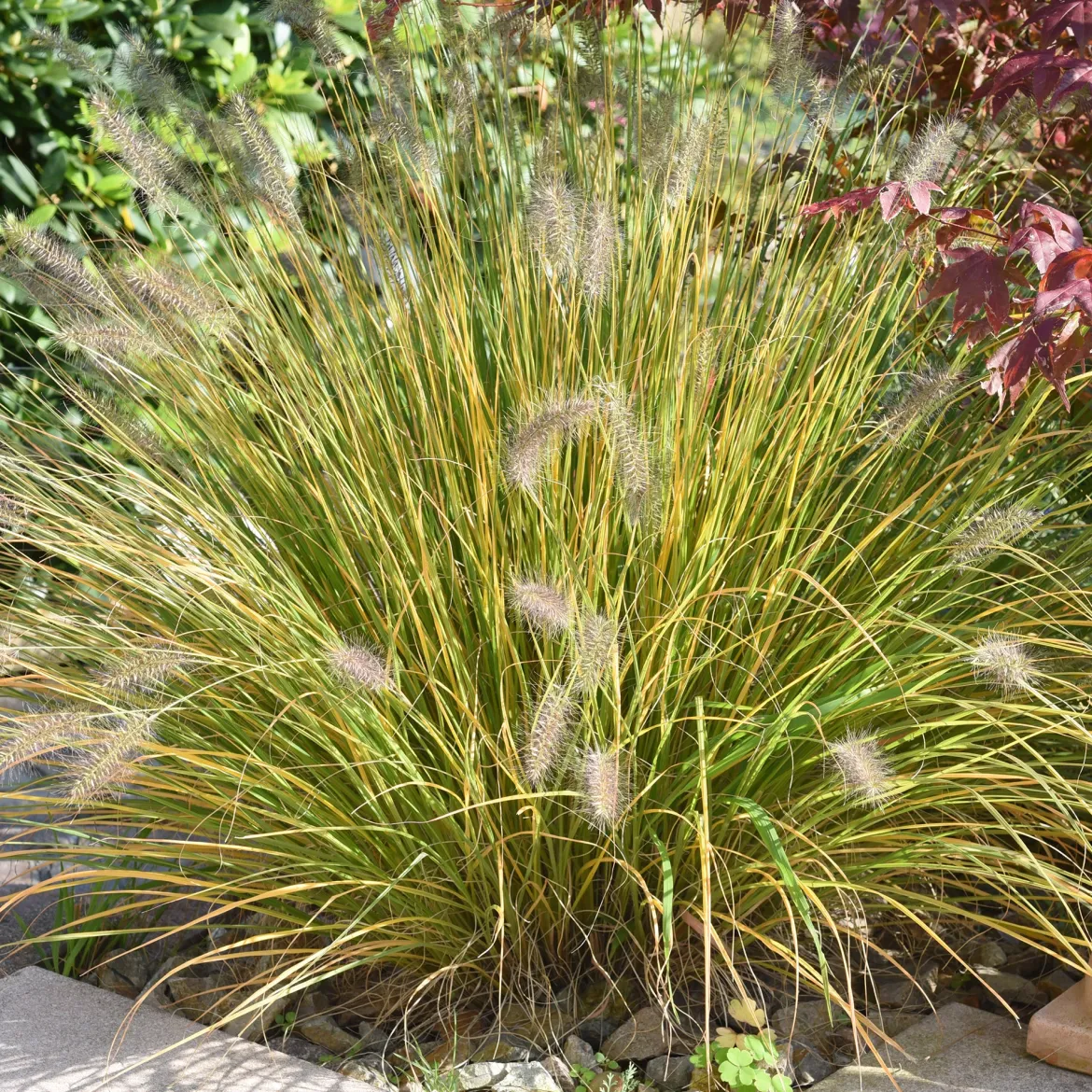 Herbe aux écouvillons - Pennisetum - Des plumeaux qui dansent