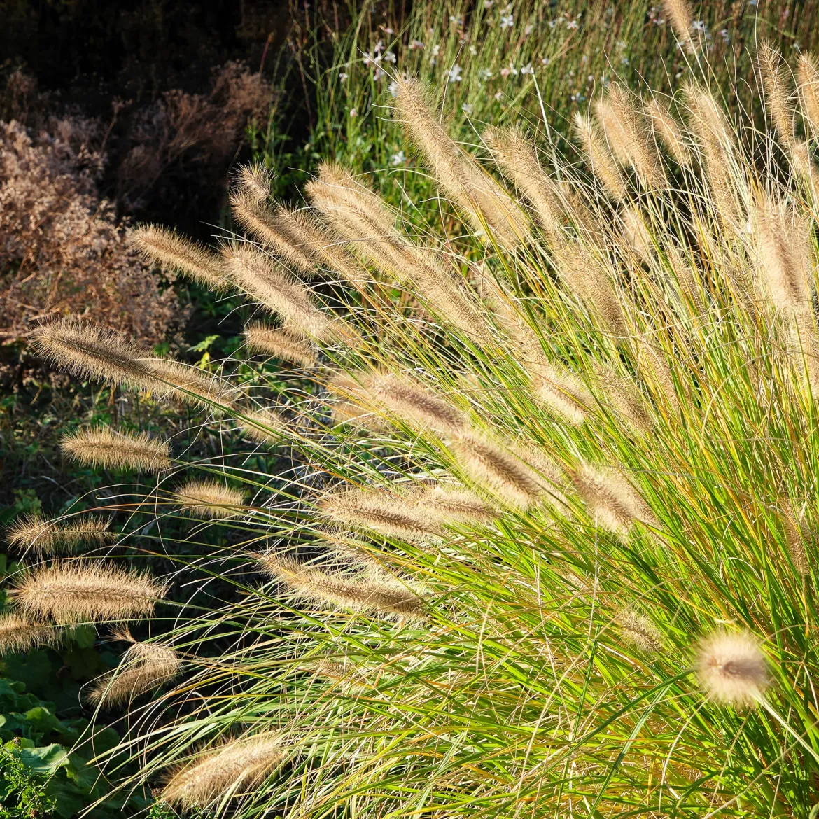 Herbe aux écouvillons - Pennisetum - Des plumeaux qui dansent