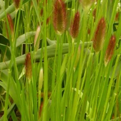 Herbe aux écouvillons Red Buttons - Pennisetum - Des boutons rouges tout l'été