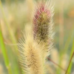 Herbe aux écouvillons Red Buttons - Pennisetum - Des boutons rouges tout l'été