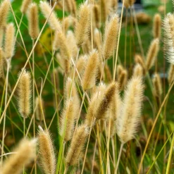 Herbe aux écouvillons Red Buttons - Pennisetum - Des boutons rouges tout l'été
