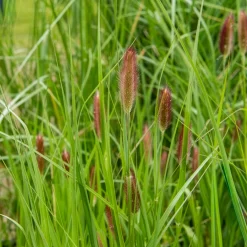 Herbe aux écouvillons Red Buttons - Pennisetum - Des boutons rouges tout l'été