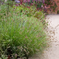 Herbe aux écouvillons Red Buttons - Pennisetum - Des boutons rouges tout l'été