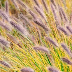 Herbe aux écouvillons 'Viridescens' - Des épis qui dansent au vent