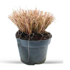 Herbe aux écouvillons 'Viridescens' - Des épis qui dansent au vent