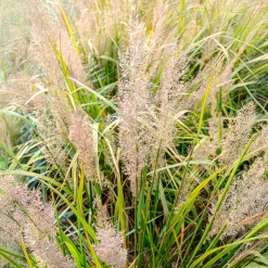 Herbe aux diamants - La lumière dans vos massifs