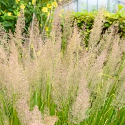 Herbe aux diamants - La lumière dans vos massifs