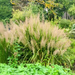 Herbe aux diamants - La lumière dans vos massifs