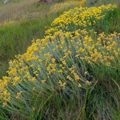 Herbe à curry - Immortelle des dunes - Le parfum curry au jardin