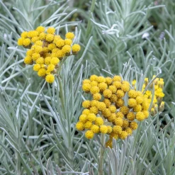 Herbe à curry - Le parfum curry au jardin