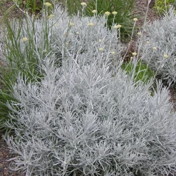 Herbe à curry - Le parfum curry au jardin