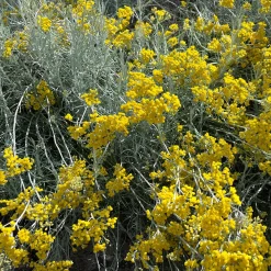 Herbe à curry - Le parfum curry au jardin