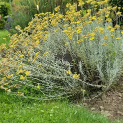 Herbe à curry - Le parfum curry au jardin