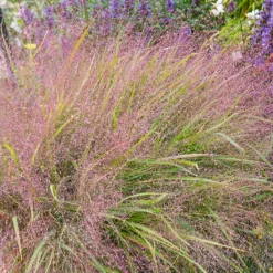 Herbe d'amour - Un nuage rose au jardin