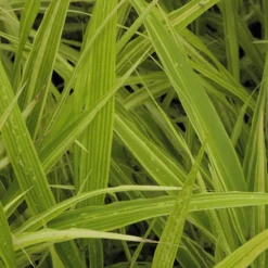 Herbe du Japon Albovariegata - L'ombre enfin lumineuse