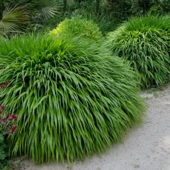 Herbe du Japon - La cascade dorée des zones d'ombre