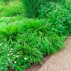 Herbe du Japon - La cascade dorée des zones d'ombre