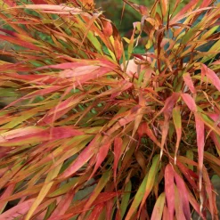 Herbe du Japon Nicolas - L'ombre prend feu