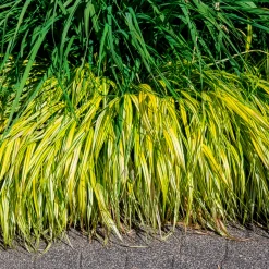 Herbe du Japon panachée Aureola - La cascade dorée du jardin