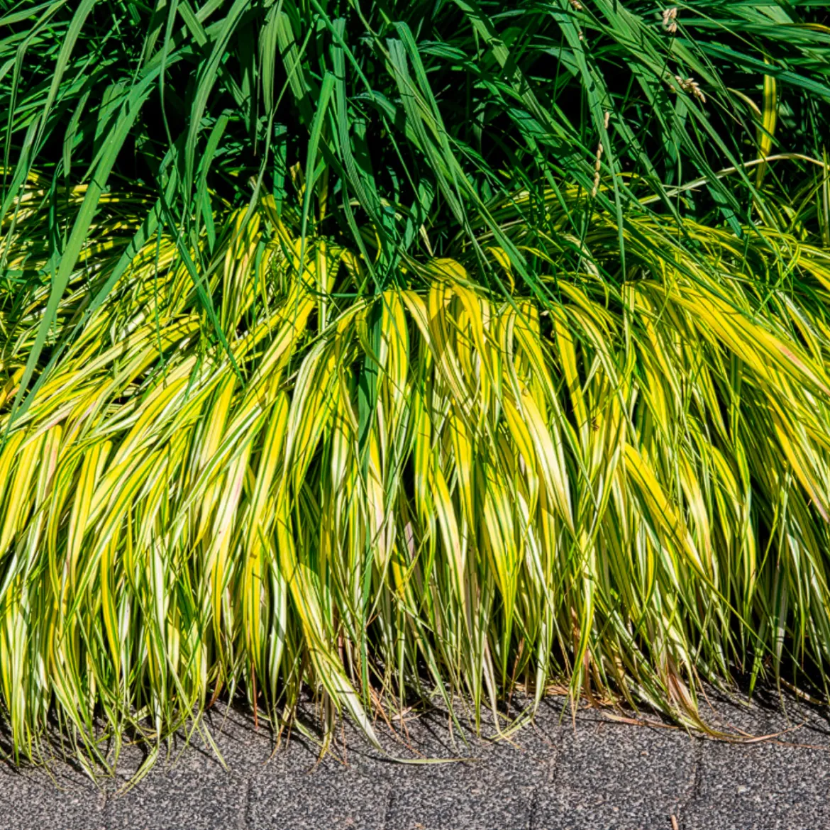 Herbe du Japon panachée Aureola - La cascade dorée du jardin