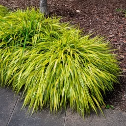 Herbe du Japon panachée Aureola - La cascade dorée du jardin
