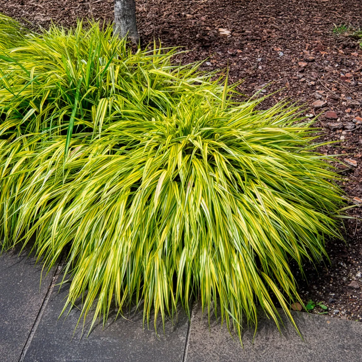 Herbe du Japon panachée Aureola - La cascade dorée du jardin