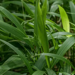 Herbe palmier - L'exotique sans effort