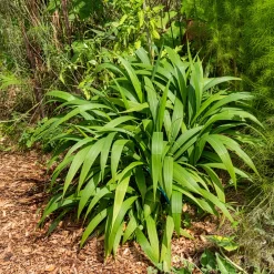 Herbe palmier - L'exotique sans effort