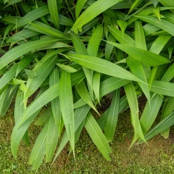 Herbe palmier - L'exotique sans effort