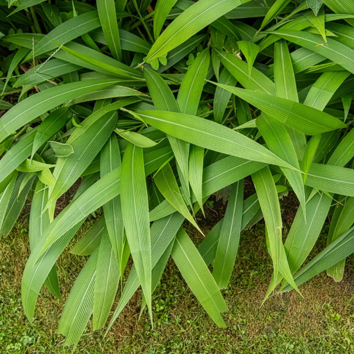 Herbe palmier - L'exotique sans effort