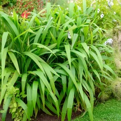 Herbe palmier - L'exotique sans effort