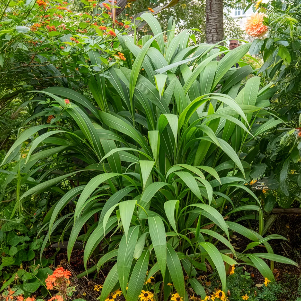 Herbe palmier - L'exotique sans effort