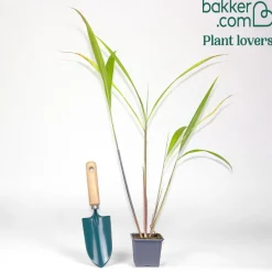 Herbe palmier - L'exotique sans effort