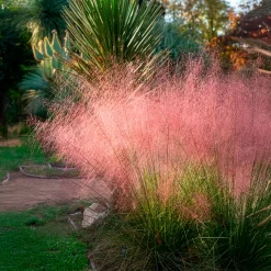 2 Herbes aux épis roses - Un nuage rose au jardin