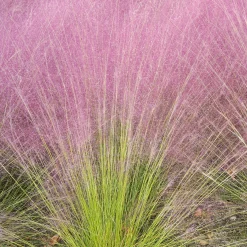 2 Herbes aux épis roses - Un nuage rose au jardin