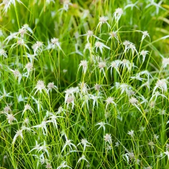 Herbe étoilée - Des étoiles blanches au bassin