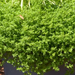 Herniaire glabre Turquette - Le tapis vert sans effort