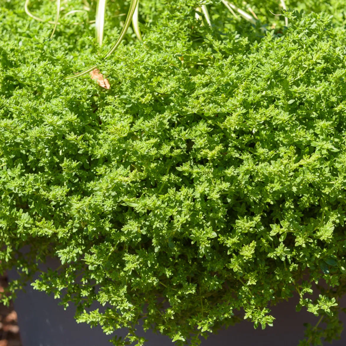 Herniaire glabre Turquette - Le tapis vert sans effort