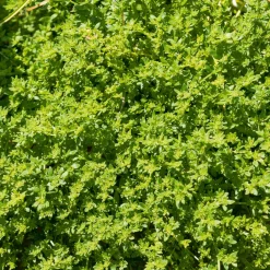 Herniaire glabre Turquette - Le tapis vert sans effort